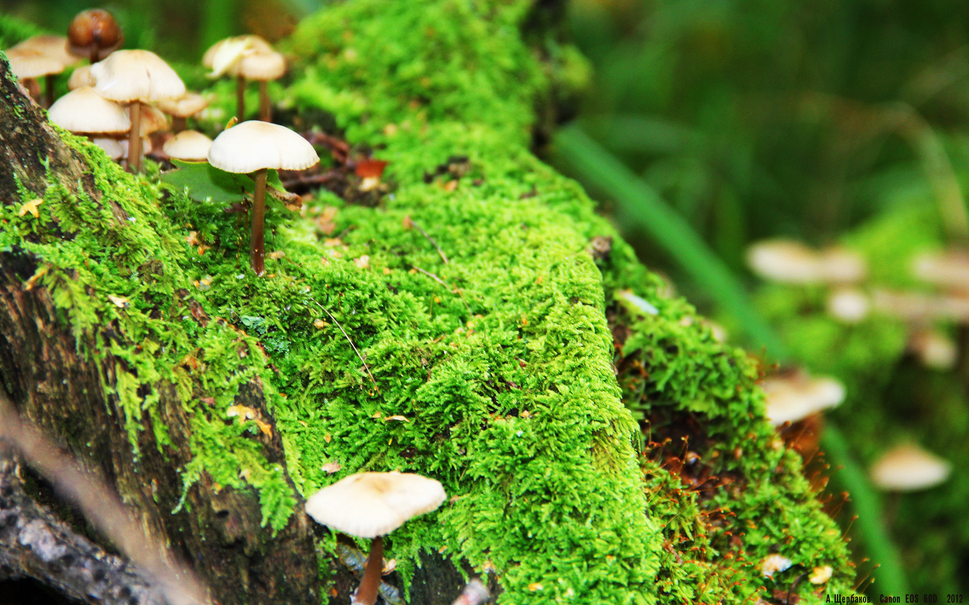 开云体育俱乐部官网-“西甲积分战火激烈，豪门拼搏不止”，西甲积分纪录